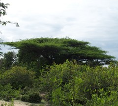 Vachellia planifrons