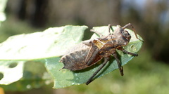 Epitheca cynosura