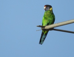 Barnardius zonarius semitorquatus