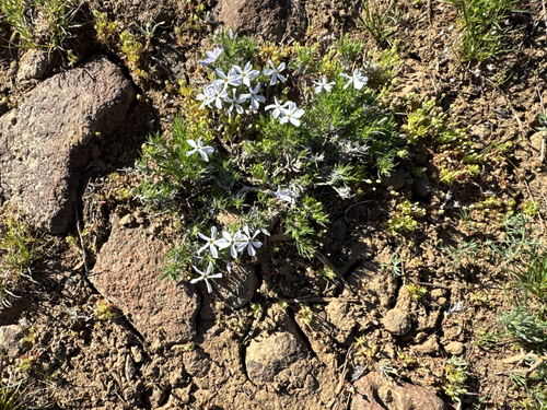 Phlox douglasii, photograph 3