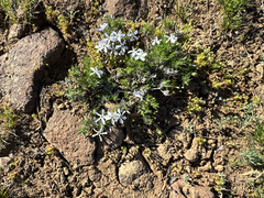 (c) Caleb Catto, some rights reserved (CC BY) Phlox douglasii, photograph (c) Caleb Catto, some rights reserved (CC BY)