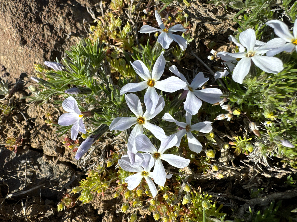 Phlox douglasii; photograph (c) Caleb Catto, some rights reserved (CC BY)