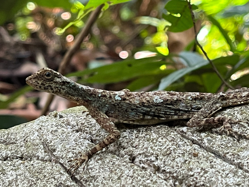 Draco taeniopterus, 2026-04-07