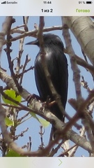 Sturnus unicolor