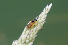 Selandria serva
