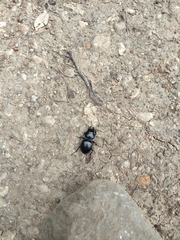 Pasimachus elongatus