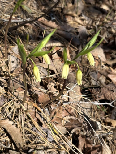 Appalachian bellwort (Uvularia puberula)