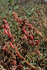 Suaeda novae-zelandiae