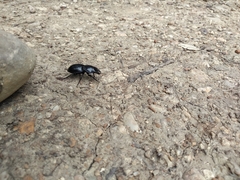 Pasimachus elongatus