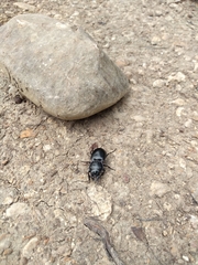 Pasimachus elongatus