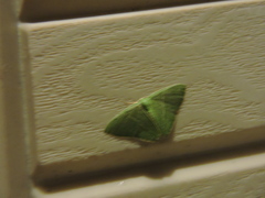 Urolitha bipunctifera