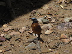 Monticola rupestris