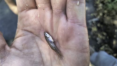 Lerma livebearer (Poeciliopsis infans) — Poeciliidae — 3