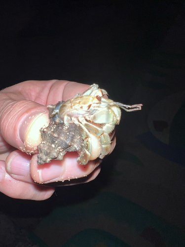 Ecuadorian Hermit Crab, Calle 5a Oeste, Panama City, Panamá, PA, photo 7 of 10