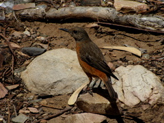 Monticola rupestris