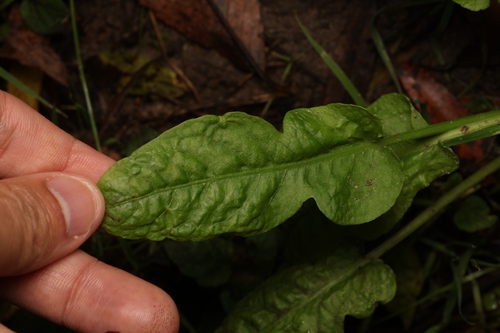 Fiddle Dock (Rumex pulcher)