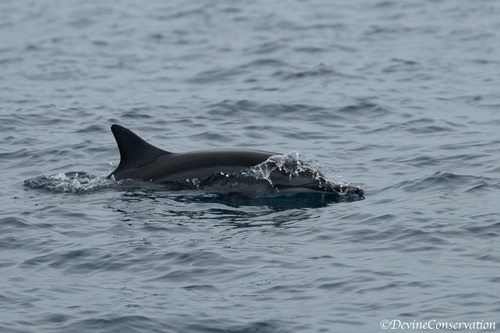 Spinner Dolphin