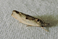 Tymbophora peltastis