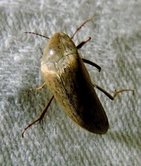 Ripiphoridae