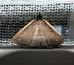 Adrapsa ablualis