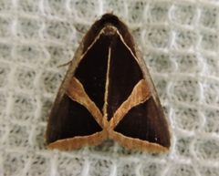 Agamana conjungens