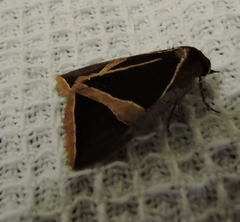 Agamana conjungens