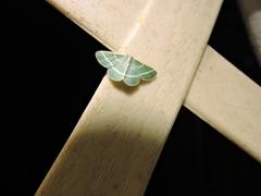 Mixocera latilineata