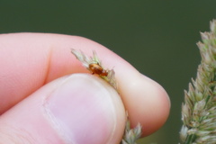 Neocrepidodera ferruginea