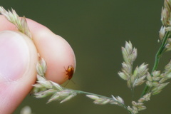 Neocrepidodera ferruginea