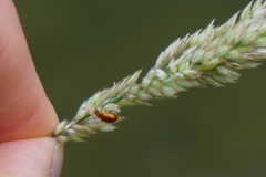 Neocrepidodera ferruginea