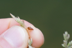 Neocrepidodera ferruginea