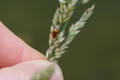 Neocrepidodera ferruginea