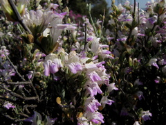 Monechma spartioides