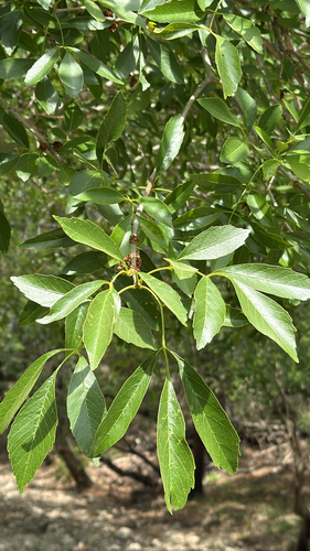 Mexican Ash (Fraxinus berlandieriana)