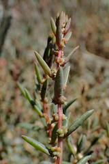 Suaeda novae-zelandiae