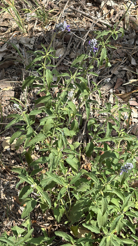Mealy Blue Sage (Salvia farinacea)