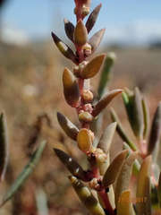 Suaeda novae-zelandiae