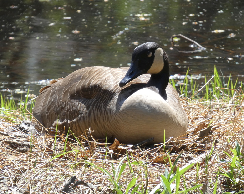 Springfield Goose Canada Goose from West Springfield, VA, USA on April 7, 2026 at 02:12 ...