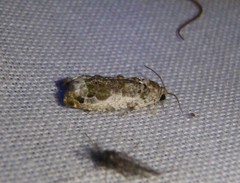 Proteoteras naracana
