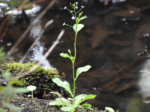seaside brookweed (Samolus parviflorus)