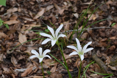 Atamasco Lily (Zephyranthes atamasco)