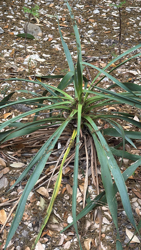 Twisted-leaf Yucca (Yucca rupicola)