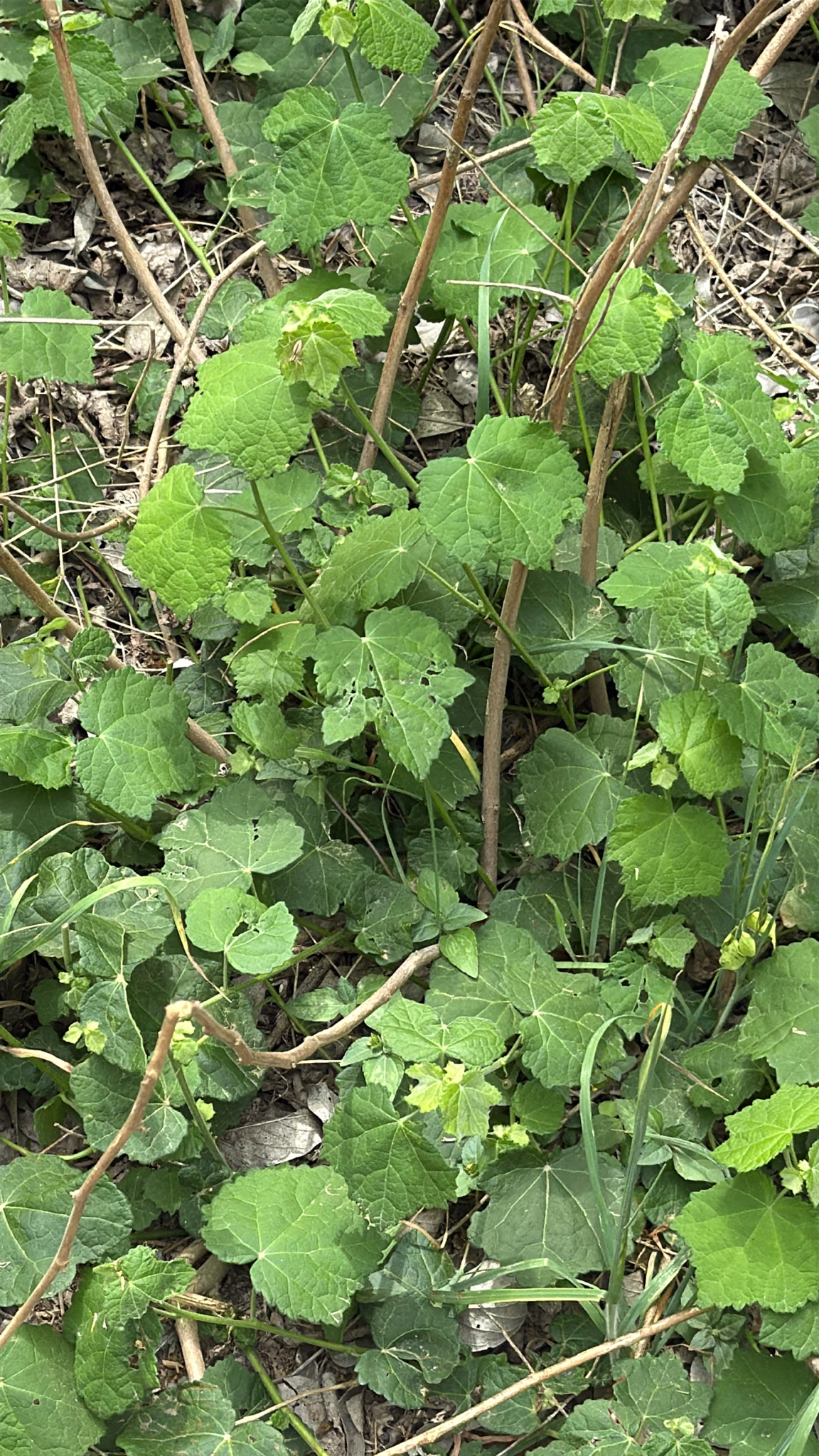Wax Mallow (Malvaviscus arboreus)