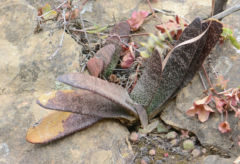 Gasteria brachyphylla, Eden, Western Cape, South Africa
