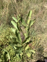 Lannea edulis edulis