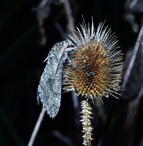 Manduca paphus