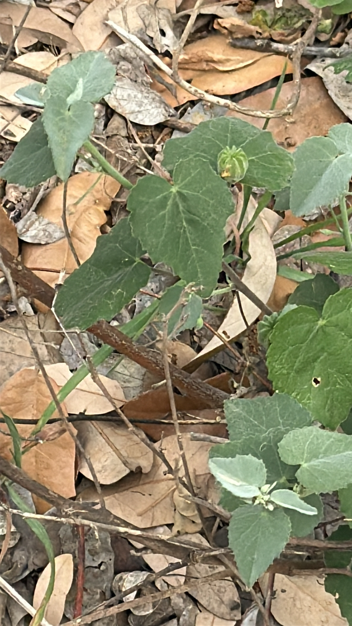 Sweet Indian Mallow (Abutilon fruticosum)
