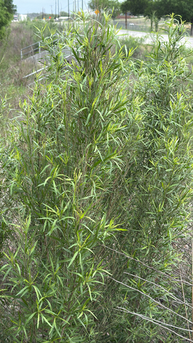 Poverty Weed (Baccharis neglecta)