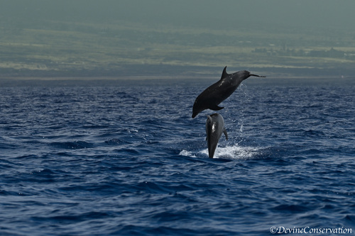 Tursiops truncatus, 2026-03-06