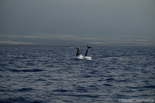 Tursiops truncatus, 2026-03-06